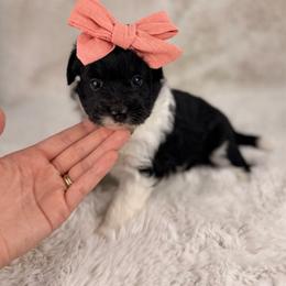 Ashley - Black tri-color female Aussiedoodle puppy in Sweetwater, Florida from Sandy Snout Doodles