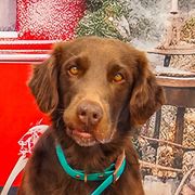 Maggie - Flat-Coated Retriever