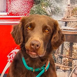 Maggie - Flat-Coated Retriever