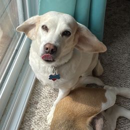 Beagle and Pomeranian All Grown Up from Celtic Rose Kennels