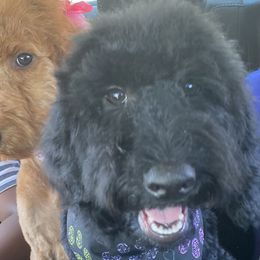Bronco - Poodle