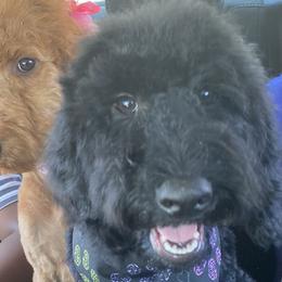 Bronco - Poodle