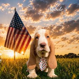 Shade - Lemon and white male Basset Hound puppy in Dingess, West Virginia from Tuckers' Howling Hounds