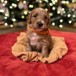 Boy 5 - Apricot male Goldendoodle puppy in Stroudsburg, Pennsylvania from Momma’s Mini Goldendoodles