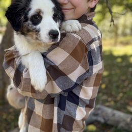 Gandalf - Blue merle male Miniature American Shepherd puppy in Olympia, Washington from Shamayim Shepherds
