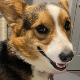 Fanta - Pembroke Welsh Corgi