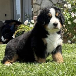 White Collar Male - Black rust and white male Bernese Mountain Dog puppy in Perris, California from Golden Coast Berners