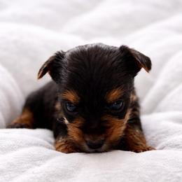 Tallulah - Black and tan female Yorkshire Terrier puppy in Iron Mountain, Michigan from Celestial Family Terriers (Yooper Yorkies)