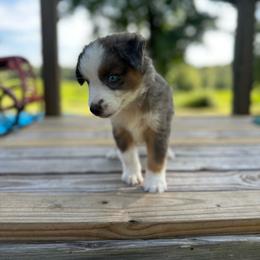 Red White and Cute - Blue merle female Miniature Australian Shepherd puppy in Doddridge, Arkansas from Huddleston Farm