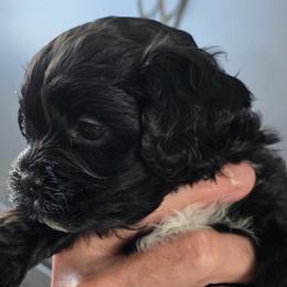 Havapoos from Havapoo Pups