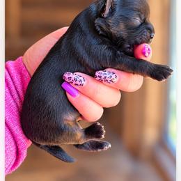 Pamela Pumpkin - Black gold and silver female Shihpoo puppy in Delphos, Ohio from Route 66 Puppies