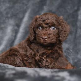 Roo - Red phantom female Aussiedoodle puppy in Casa, Arkansas from Blue Diamond Puppies