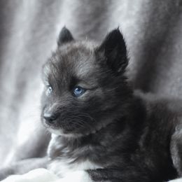 Siberian Husky Puppies from Cascade Siberians