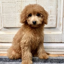 Red collar female - Apricot female Goldendoodle puppy in Brooksville, Florida from Kruger Doodles