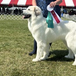 Great Pyrenees from Odyssey Great Pyrenees