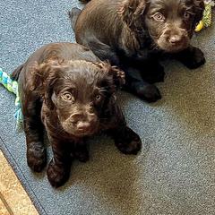 Boykin Spaniels from Webers Boykin Spaniels
