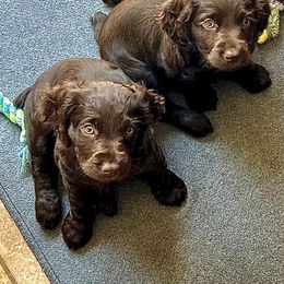 Boykin Spaniels from Webers Boykin Spaniels