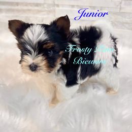 Biewer Terrier puppies from Frosty Paw Biewers and Yorkshires