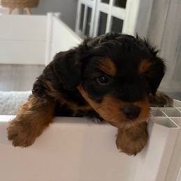 Aussiedoodle Puppies from Just Wright Doodles