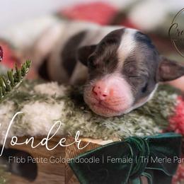 Wonder - Merle female Goldendoodle puppy in Woodruff, South Carolina from Crooked Creek Doodles and Poodles
