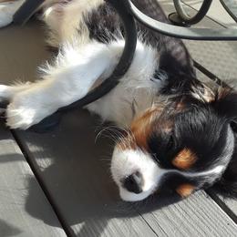 Abeja - Cavalier King Charles Spaniel