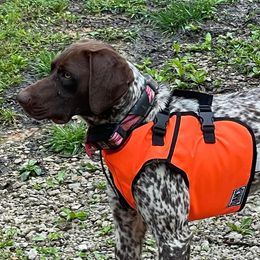 Basset Hounds and German Shorthaired Pointers from Alabama Blood Trackers