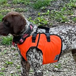 Basset Hounds and German Shorthaired Pointers from Alabama Blood Trackers
