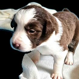 Breeze - White and red female Border Collie puppy in Cedar Springs, Michigan from Lyncroft Border Collies