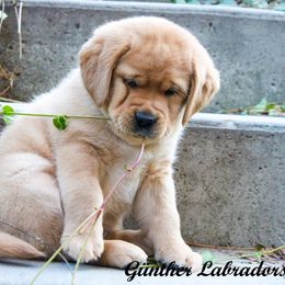 Labrador Retriever Puppies from Günther Labradors