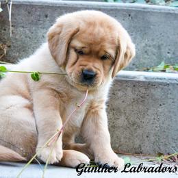 Labrador Retriever Puppies from Günther Labradors