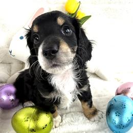 Black tuxedo white neck - Black male Dachshund puppy in Mineral Wells, Texas from Chilidog Dachshunds