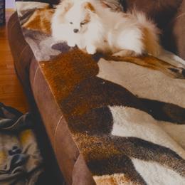 Sugar - Pomeranian