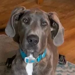 Great Danes from Buck Creek Great Danes