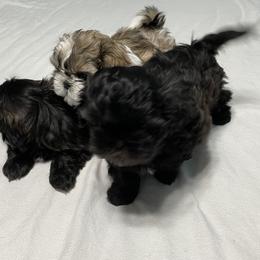 Shih Tzu Puppies from Joseph Franke