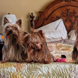 Yorkshire Terriers from Patti Hood's Yorkshire Terriers