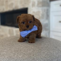 Bernedoodle, Cavapoo, Havanese, and Havapoo Puppies from Lady Paws Puppies - Cassie