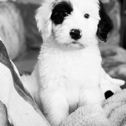Sheepadoodle Puppies from Liberty Hill Sheepadoodles