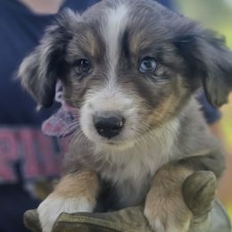 Miniature Australian Shepherd Puppies from D & L Mini Aussies