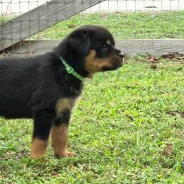 Willow - Black and mahogany female Rottweiler puppy in Loxahatchee, Florida from Vom hause Reto