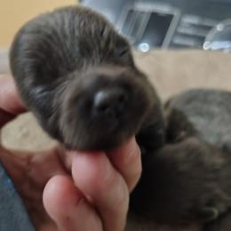 Girl 2 - Blue female Pomeranian puppy in Andrews, South Carolina from Purple Diamonds Kennel