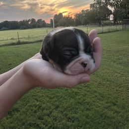 Neo - Brindle and white male Boston Terrier puppy in Brazos Point, Texas from TX Southern Belle Bostons