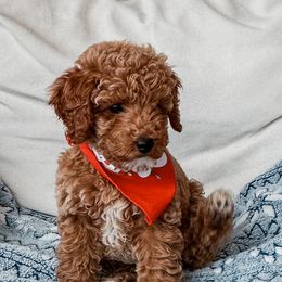 Cavalier King Charles Spaniels and Cavapoos from Kingston’s Cavaliers