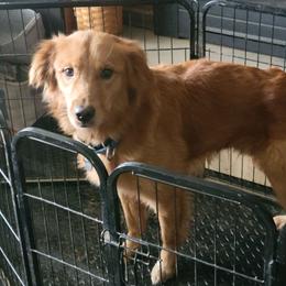 Murphy - Golden Retriever