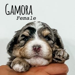 Gamora - Blue merle female Bernedoodle puppy in Flagstaff, Arizona from Gunstock Doodles