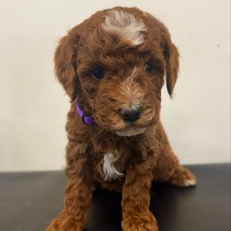 Girl 1 - Red  female Poodle puppy in Henefer, Utah from Mountain Valley Poodles