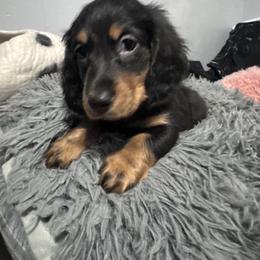 Dachshund Puppies from EntityDachs
