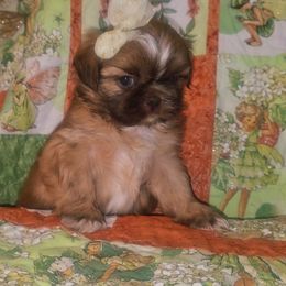Shih Tzu Puppies from Shantii's Shih Tzu's