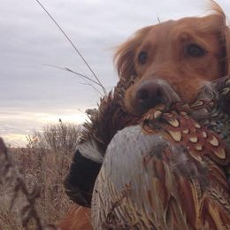 Golden Retrievers from Archwind Retrievers