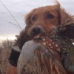 Golden Retrievers from Archwind Retrievers