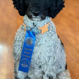 Aussiedoodles and Poodles from Double Down Doodles & Poodles